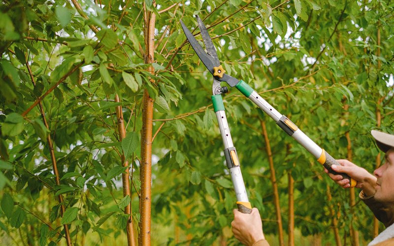 Tree trimming in Big Indian, NY