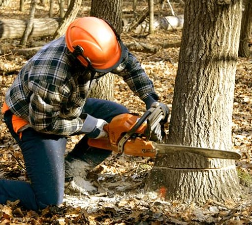 Tree Removal in Big Indian, NY